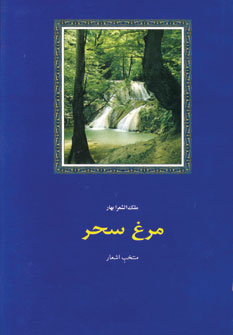 مرغ سحر